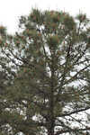 Pond pine